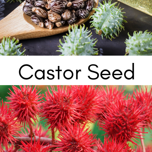 Ayumi Castor Seed – Oil
