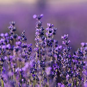 Lavender Image
