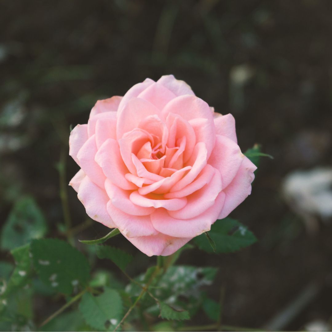 Rosa Centifolia Flower Image